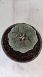 MATUCANA MADISONIORUM Nº 295 – vaso 15 - Imagem 3