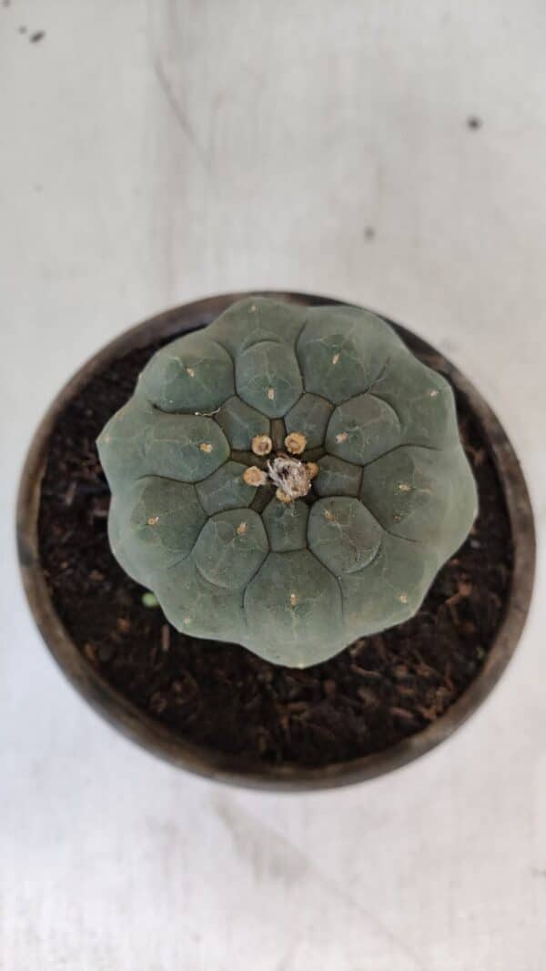 MATUCANA MADISONIORUM Nº 295 – vaso 15 - Imagem 3