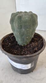 MATUCANA MADISONIORUM Nº 295 – vaso 15 - Imagem 10