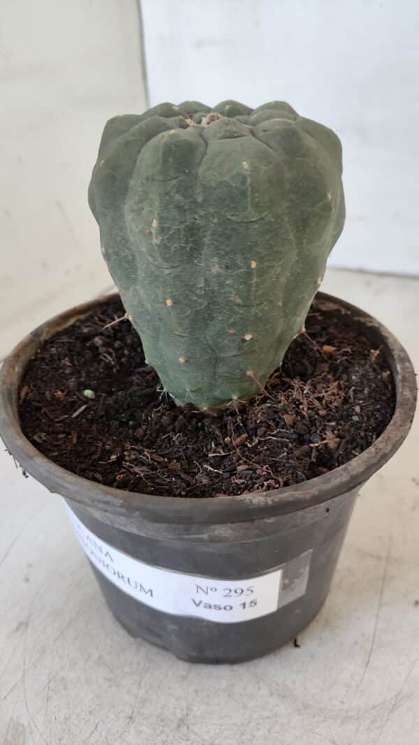 MATUCANA MADISONIORUM Nº 295 – vaso 15 - Imagem 10