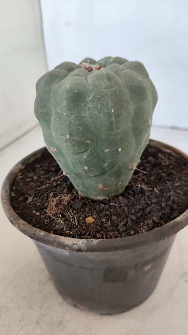 MATUCANA MADISONIORUM Nº 295 – vaso 15 - Imagem 9