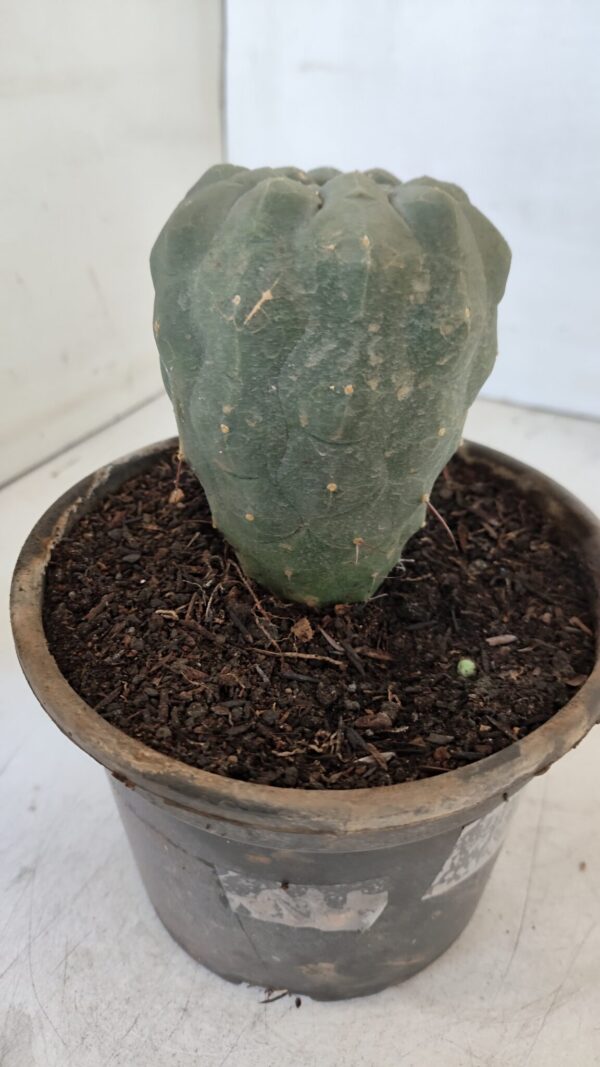 MATUCANA MADISONIORUM Nº 295 – vaso 15 - Imagem 8