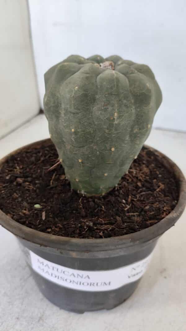MATUCANA MADISONIORUM Nº 295 – vaso 15 - Imagem 7