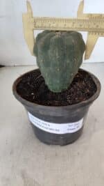 MATUCANA MADISONIORUM Nº 295 – vaso 15