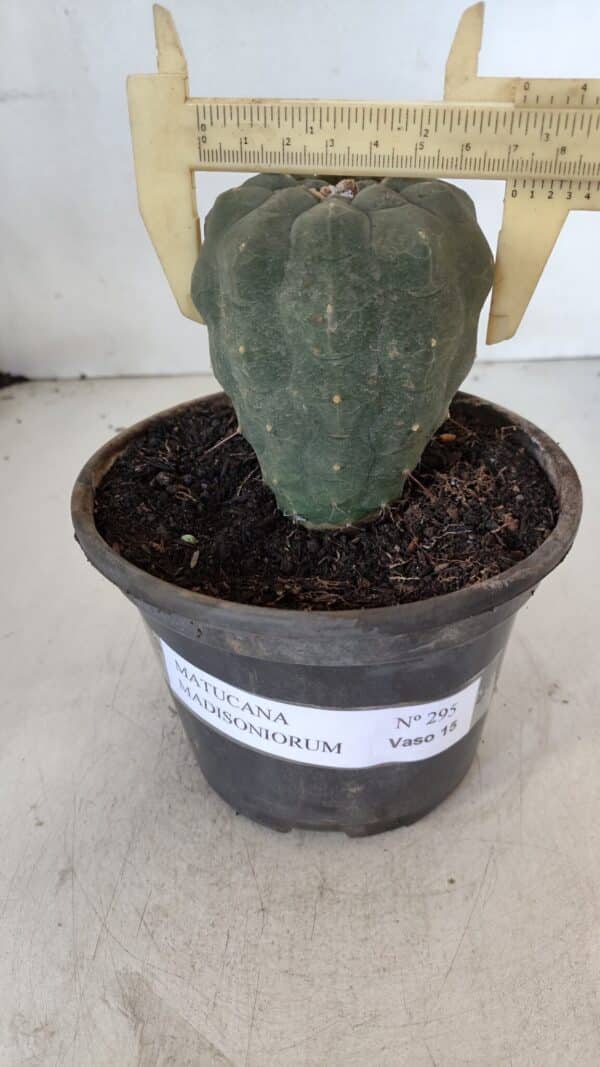 MATUCANA MADISONIORUM Nº 295 – vaso 15 - Imagem 1