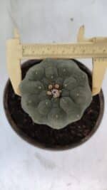 MATUCANA MADISONIORUM Nº 295 – vaso 15 - Imagem 6