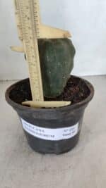 MATUCANA MADISONIORUM Nº 295 – vaso 15 - Imagem 5