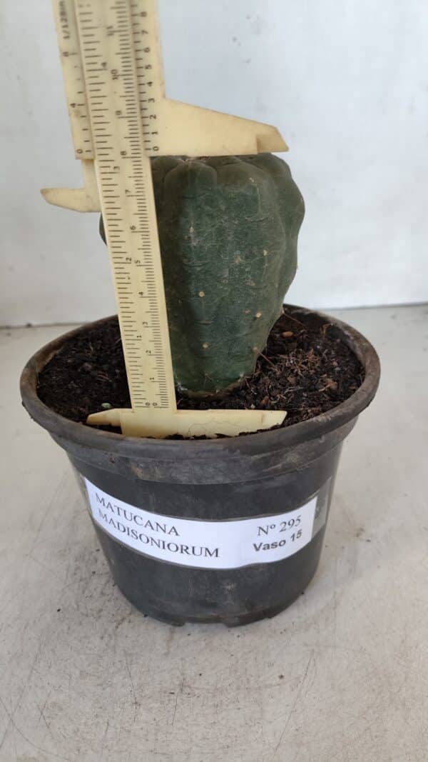 MATUCANA MADISONIORUM Nº 295 – vaso 15 - Imagem 5