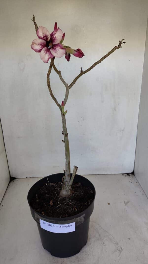 Planta Simples 3035 – 35cm – 03 anos - Imagem 2