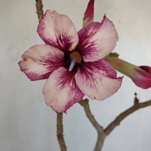 Planta Simples 3035 – 35cm – 03 anos