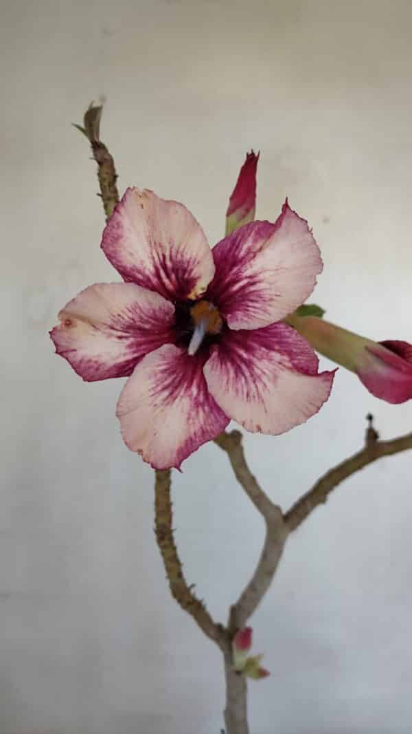 Planta Simples 3035 – 35cm – 03 anos - Imagem 1