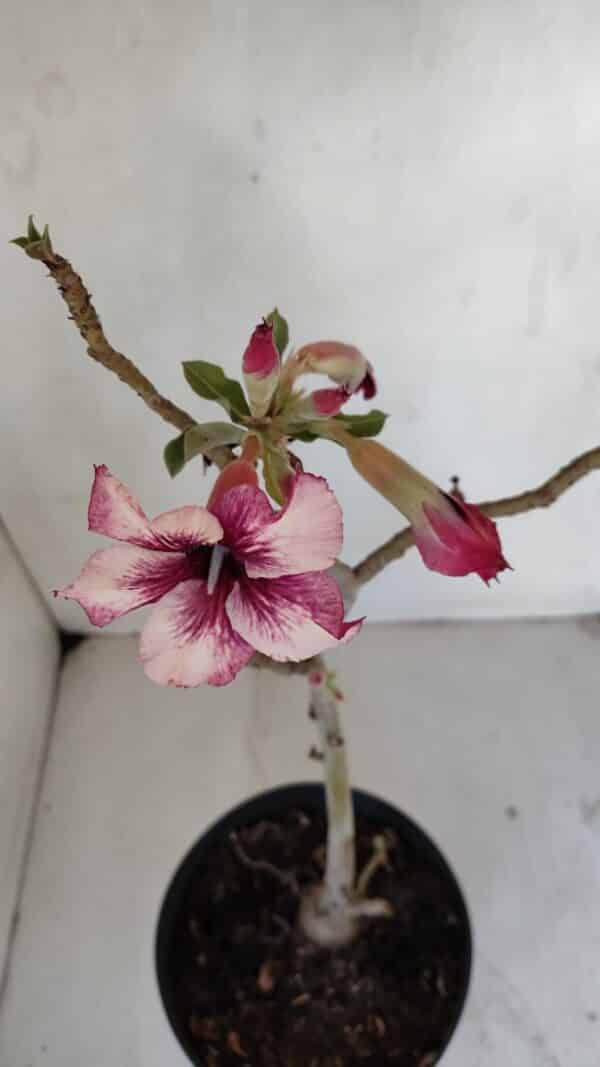 Planta Simples 3035 – 35cm – 03 anos - Imagem 4