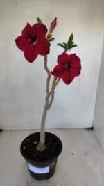 Planta Simples 3036 – 35cm – 03 anos - Imagem 2