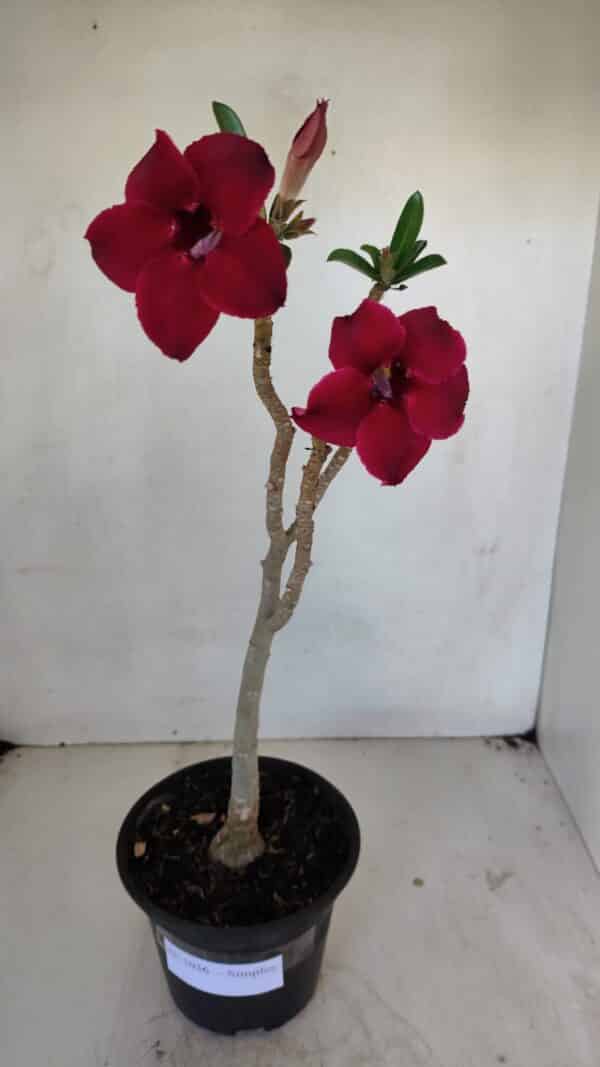 Planta Simples 3036 – 35cm – 03 anos - Imagem 2