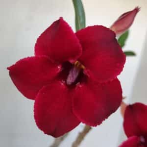 Planta Simples 3036 – 35cm – 03 anos