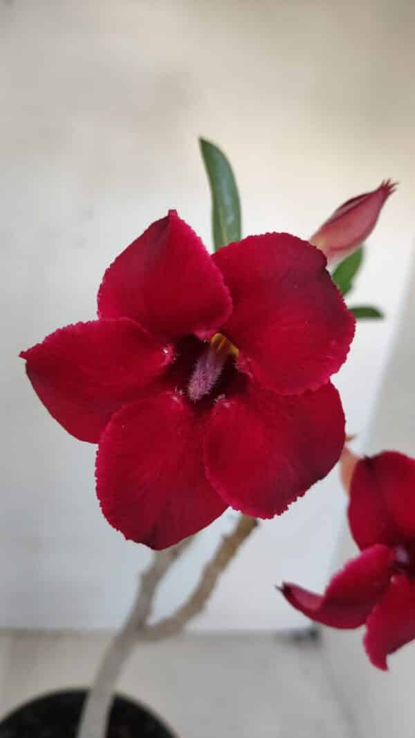 Planta Simples 3036 – 35cm – 03 anos - Imagem 1