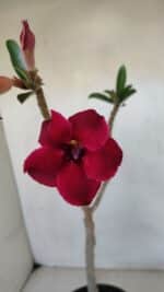 Planta Simples 3036 – 35cm – 03 anos - Imagem 4