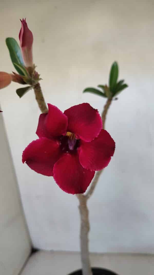 Planta Simples 3036 – 35cm – 03 anos - Imagem 4