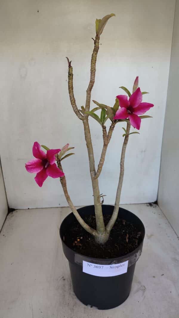 Planta Simples 3037 – 35cm – 03 anos - Imagem 2