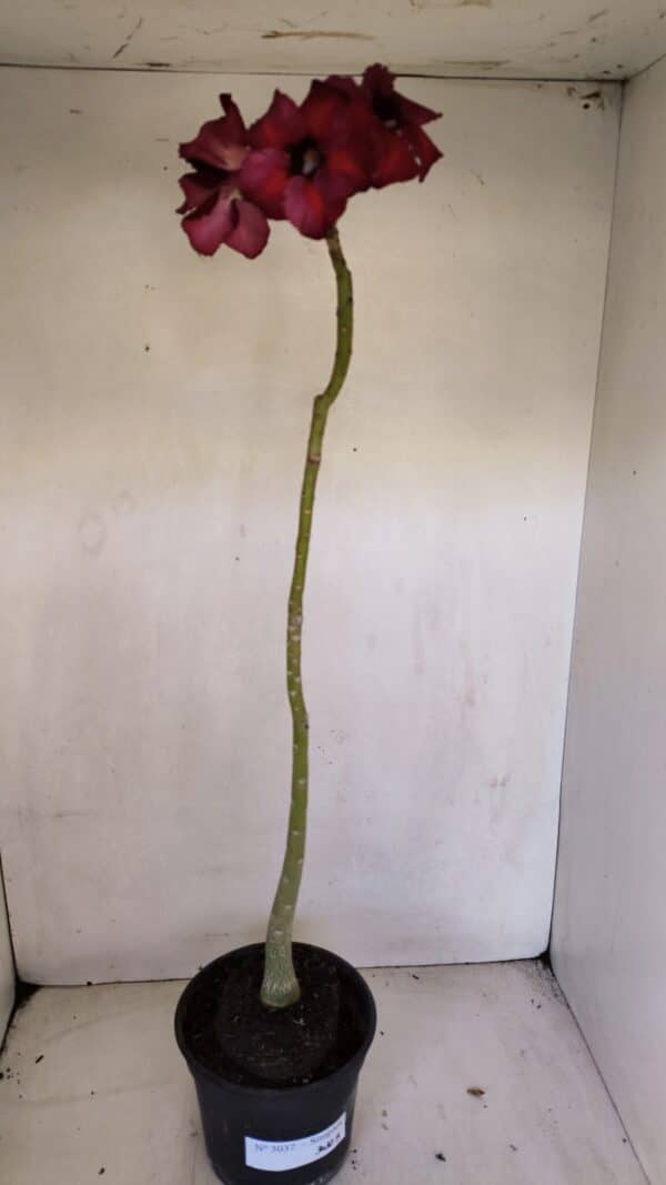 Planta Simples 3037 – 40cm – 03 anos - Imagem 2