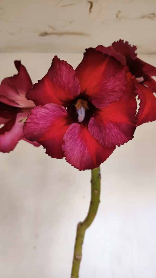 Planta Simples 3037 – 40cm – 03 anos - Imagem 1