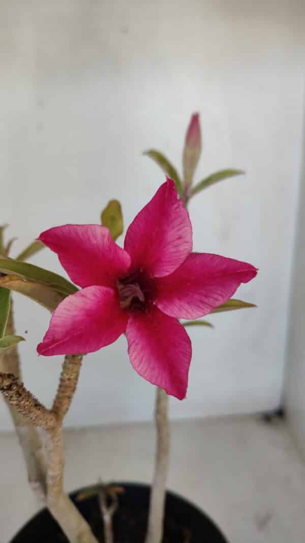 Planta Simples 3037 – 35cm – 03 anos - Imagem 1