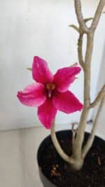 Planta Simples 3037 – 35cm – 03 anos - Imagem 4