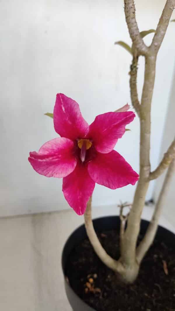 Planta Simples 3037 – 35cm – 03 anos - Imagem 4