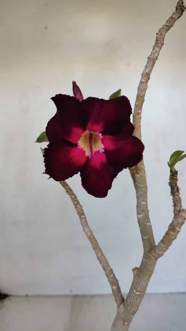 Planta Simples 3038 – 35cm – 03 anos - Imagem 1