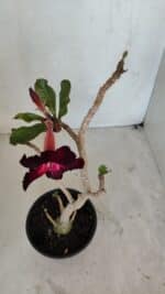 Planta Simples 3038 – 35cm – 03 anos - Imagem 4