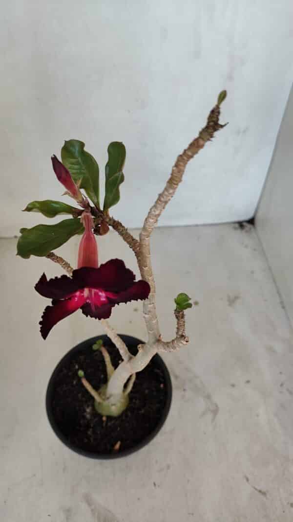 Planta Simples 3038 – 35cm – 03 anos - Imagem 4
