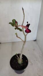 Planta Simples 3038 – 35cm – 03 anos - Imagem 6
