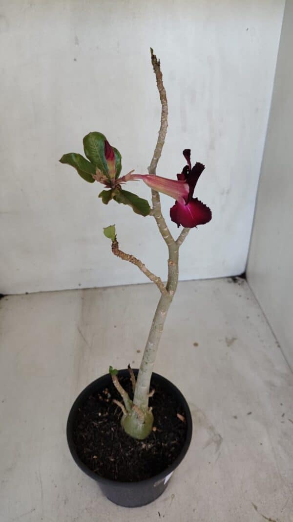 Planta Simples 3038 – 35cm – 03 anos - Imagem 6