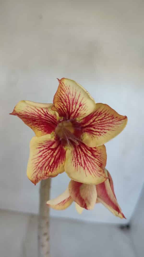 Planta Simples 3040 – 35cm – 03 anos - Imagem 1