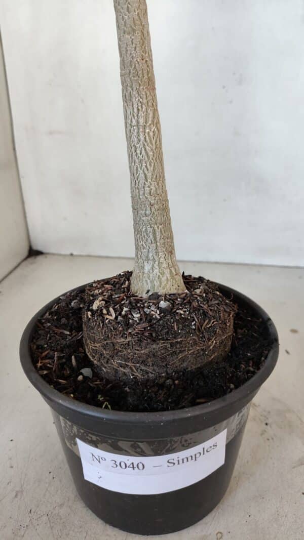Planta Simples 3040 – 35cm – 03 anos - Imagem 7