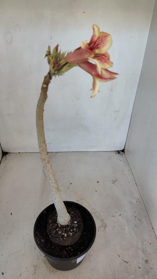 Planta Simples 3040 – 35cm – 03 anos - Imagem 5