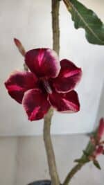 Planta Simples 3041 – 30cm – 02 anos - Imagem 4