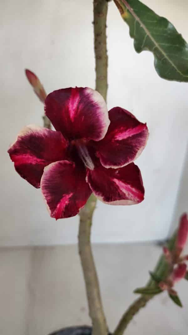 Planta Simples 3041 – 30cm – 02 anos - Imagem 4