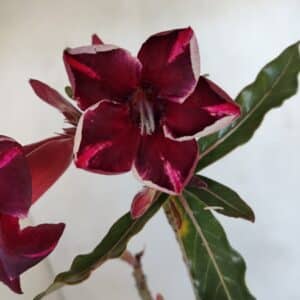 Planta Simples 3041 – 30cm – 02 anos