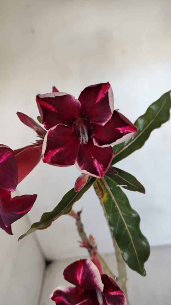 Planta Simples 3041 – 30cm – 02 anos - Imagem 1
