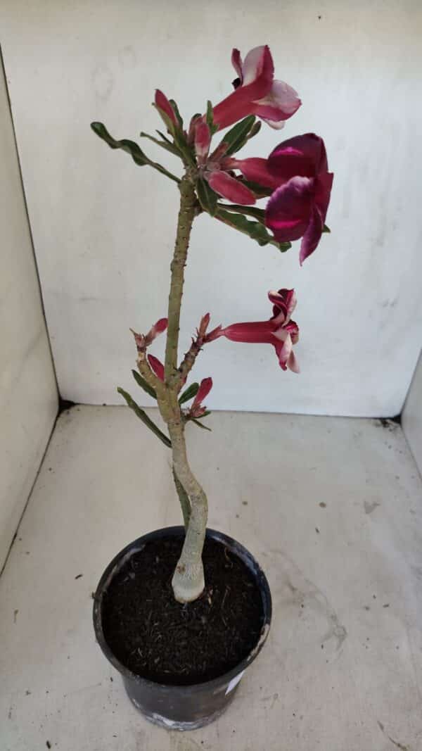Planta Simples 3041 – 30cm – 02 anos - Imagem 6