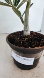 Planta Simples 3042 – 30cm – 02 anos - Imagem 6