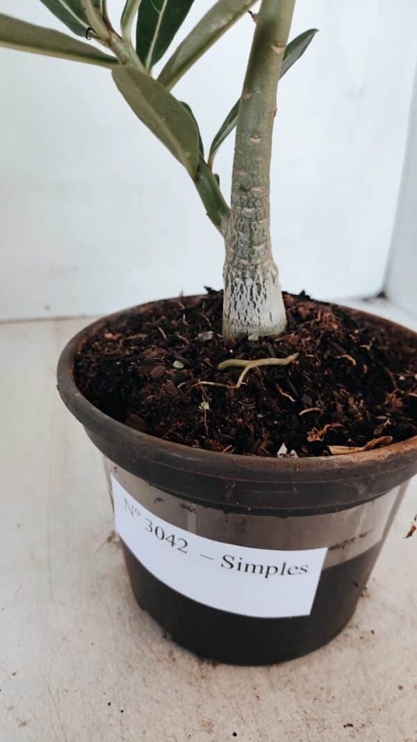 Planta Simples 3042 – 30cm – 02 anos - Imagem 6