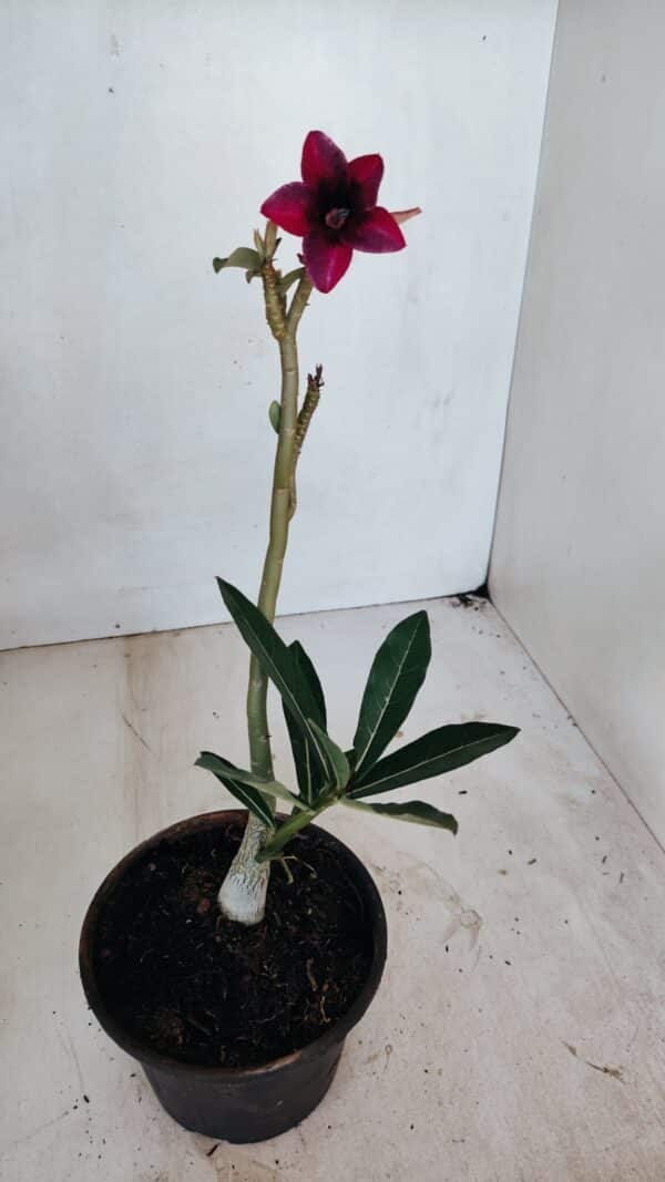 Planta Simples 3042 – 30cm – 02 anos - Imagem 5