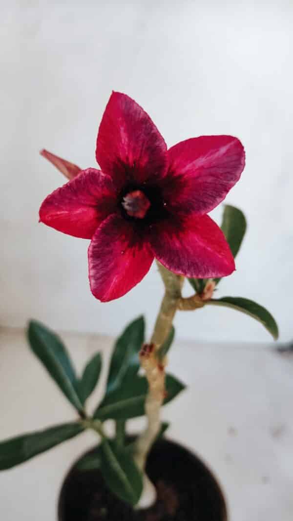Planta Simples 3042 – 30cm – 02 anos - Imagem 1
