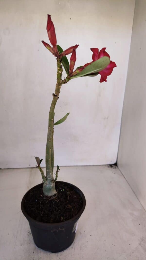Planta Simples 3044 – 30cm – 03 anos - Imagem 4