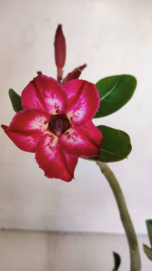 Planta Simples 3044 – 30cm – 03 anos - Imagem 1
