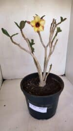 Planta Simples 3045 – 35cm – 03 anos - Imagem 2