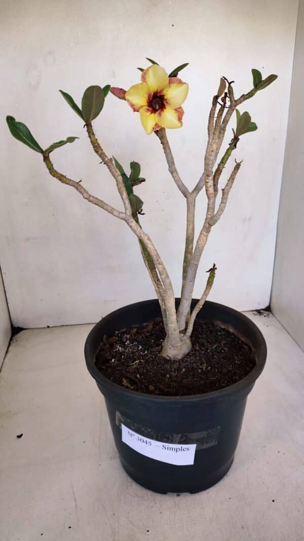 Planta Simples 3045 – 35cm – 03 anos - Imagem 2