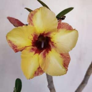 Planta Simples 3045 – 35cm – 03 anos